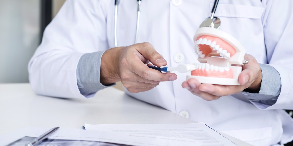 Partes de los dientes: el dentista señala con un cepillo pequeño un modelo de dentadura con las dos arcadas